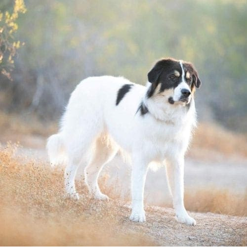 Columbus the Great Pyrenees Mix standing still during his professional dog photo shoot in Glendale, AZ.