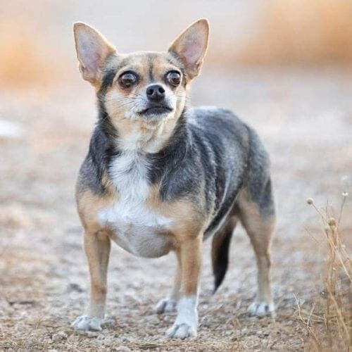 Roxy the Chihuahua looks intently at the camera during her professional dog photoshoot with FurBabies & Friends in Glendale, AZ.