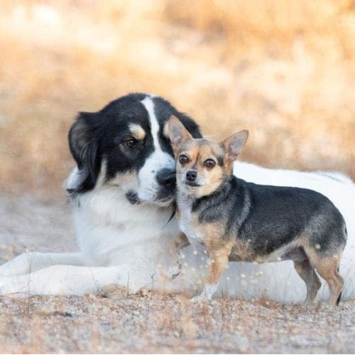 Additional Total Pet Care Service Offerings including, dog photography, dog poop service, pet tax, dog wedding attendant so so much more. Columbus the Great Pyrenees Mix and his chihuahua sister Roxy pose perfectly together during their professional dog photo shoot in Glendale, AZ.