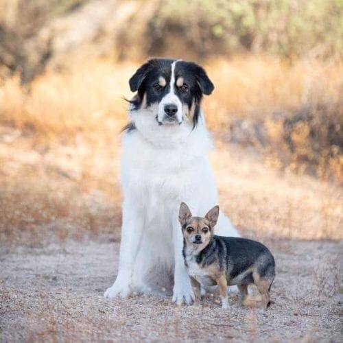 Columbus the Great Pyrenees Mix and his chihuahua sister Roxy pose perfectly together during their professional dog photo shoot in Glendale, AZ.