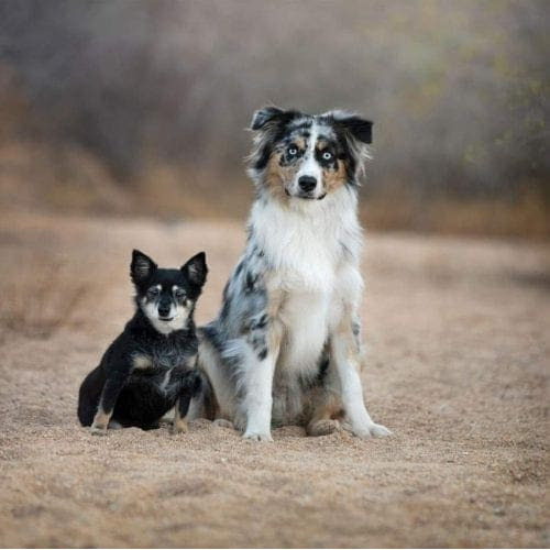 FurBabies and Friends is proud to offer group training classes for all dogs above seven months old for basic and advanced obedience/manners classes. This provides fur parents the best dog school option at a cost efficient price. Obedience is crucial in getting amazing pictures like this! Group Dog Training Class or Dog School is Effective for Cost and Benefit
