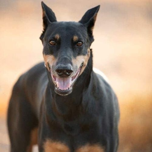 This standing Doberman s a vision of perfection during his professional dog photoshoot in Glendale, AZ.