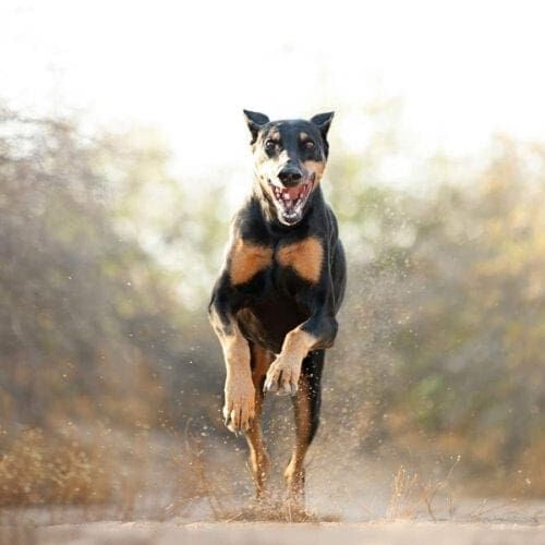 Doberman running and having a blast during his professional dog photo shoot in Glendale, AZ.