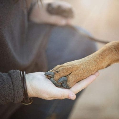 Pet Care Services for all of your Animal Care Needs Pet Care Services for all of your Animal Care Needs