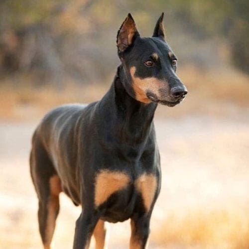 This standing Doberman s a vision of perfection during his professional dog photoshoot in Glendale, AZ.