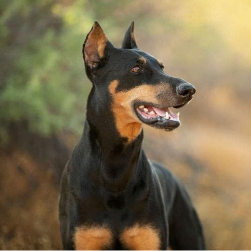 This Doberman s a vision of perfection during his professional dog photoshoot in Glendale, AZ.
