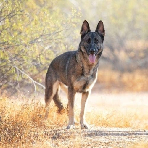 German Shepherd stands still during his professional dog photoshoot in Glendale, AZ.