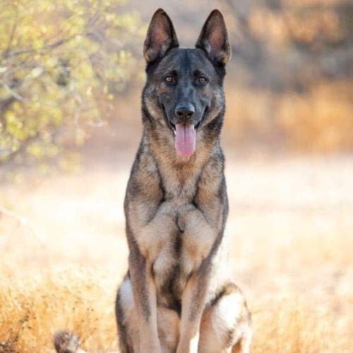 German Shepherd sits perfectly during his professional dog photoshoot in Glendale, AZ.