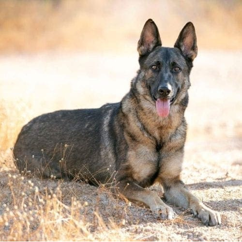 German Shepherd lies down and poses during his professional dog photoshoot in Glendale, AZ.