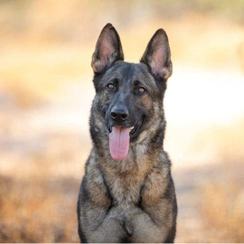German Shepherd is a vision of perfection during his professional dog photoshoot in Glendale, AZ.