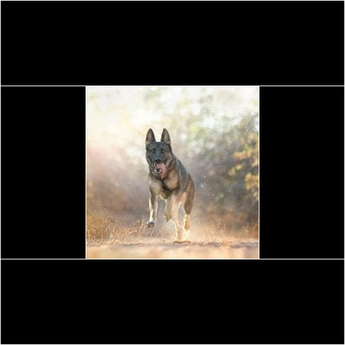 If you are pressed for time, we can train your dog for you in your home with day training or our home with board and train programs. Do not let your other obligations stop you from getting the dog the training she needs. We have multiple different options where we can train your fur baby to your desired results and set up reviews for you to continue after training ends. If you are pressed for time, we can train your dog for you in your home with day training or our home with board and train programs