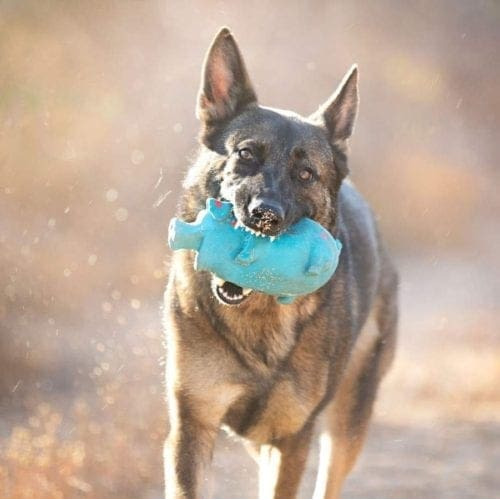 German Shepherd holds a toy while running around during his professional dog photoshoot in Glendale, AZ.