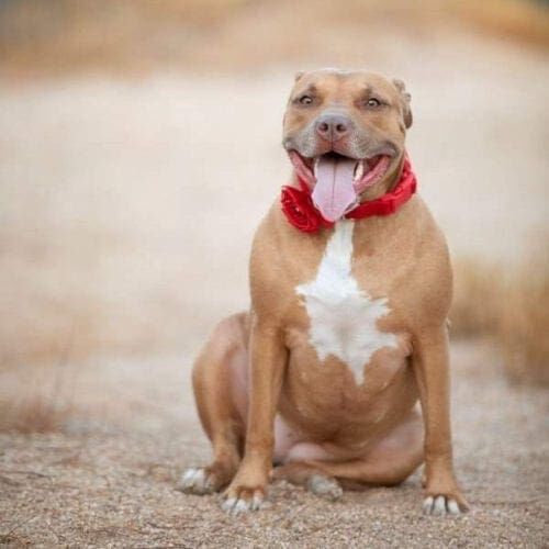 Vesta a red nose pitbull and long term pet sitting client sits nicely and smiles during her professional dog photo shoot in Glendale, AZ with FurBabies & Friends.