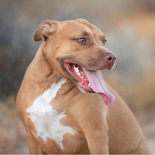 Vesta a red nose pitbull and long term pet sitting client sits nicely and smiles during her professional dog photo shoot in Glendale, AZ with FurBabies & Friends.