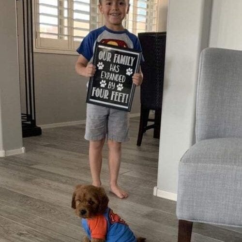 Child working with a puppy during a training session