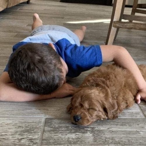 Nothing Cuter than a little boy sleeping with his new puppy Puppy sleeping next to a child in a calm home environment