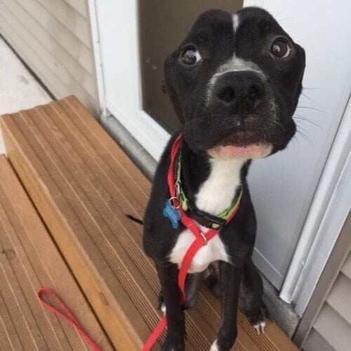 Black pitbull Chance arrived at his new foster home severely emaciated and part of an animal cruelty case.