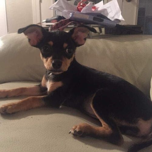 Little black and tan chihuahua mix, Rosie Rosebud, made her self right at home at her new foster home relaxing on the couch.
