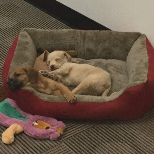 Two foster lab puppies, snuggled together in a deep sleep in a dog bed at their new foster house.