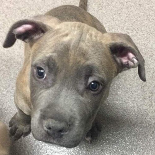 Brindled pitbull puppy, Jafar, was super cute, but a handful for his new foster home.