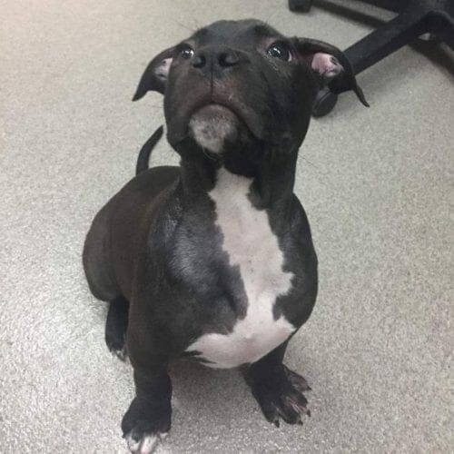 Black and white pitbull puppy Aladdin poses like a celebrity during his foster care check up.