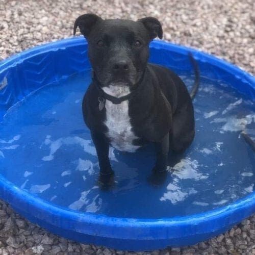 Black pitbull Imp taking a dip in a kiddie pool during a dog playdate.