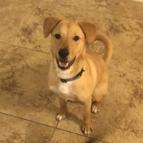 Lab mix puppy poppy enjoying some extra play time during an extended drop in pet sitting visit in Phoenix, AZ.
