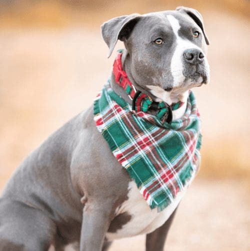 Kristie's third dog and rescue, Baloo, the blue nose pit bull. Kristie's third dog and rescue, Baloo, the blue nose pit bull.
