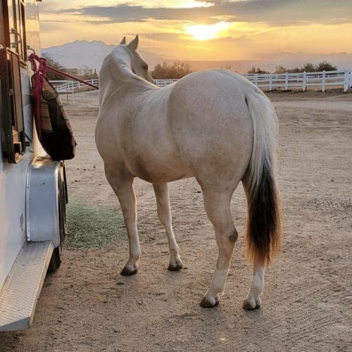 Fara after her horse bath Glendale, AZ Horse during a pet sitting visit in Glendale Arizona