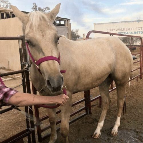 Horse named Fara before grooming prior to a horse show