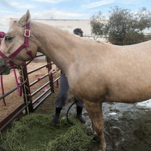Fara was our first Horse bath before a horse show, this is before Horse named Fara before a bath prior to a horse show