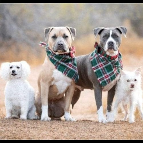 Dog Training Classes in Glendale, AZ for Perfect Photos Dog Training Classes in Glendale, AZ for Perfect Photos