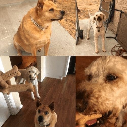 Mixed breed senior dogs named Allee and Zoey enjoying their time with their pet sitter in Peoria, AZ.