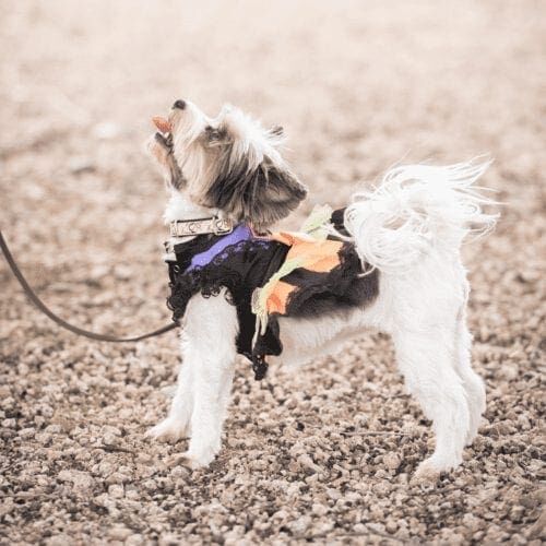 Breezy the Yorkie dressed up in a Halloween Costume poses for her dog photoshoot with FurBabies & Friends in Glendale, AZ.