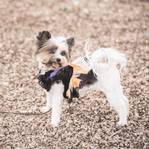 Breezy the Yorkie dressed up in a Halloween Costume poses for her dog photoshoot with FurBabies & Friends in Glendale, AZ.