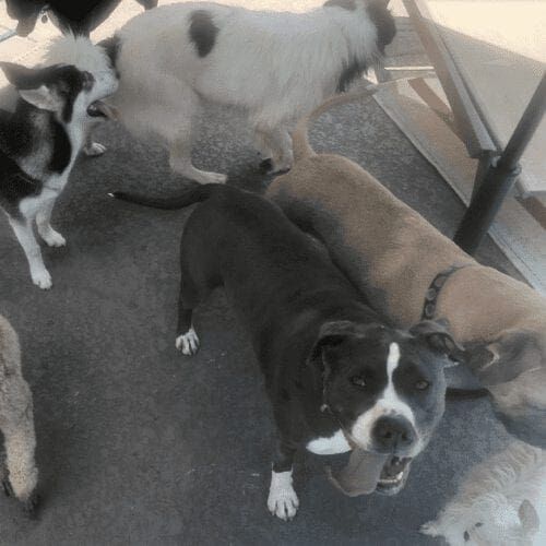 Happy dogs during a canine social hour.
