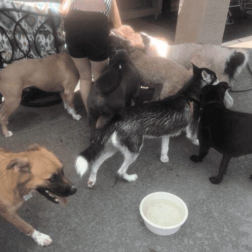 Multiple dogs running around and having fun during a socialization playdate.