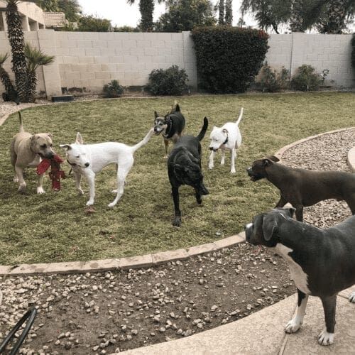 Multiple dogs playing chase in the grass during a dog socialization playdate.