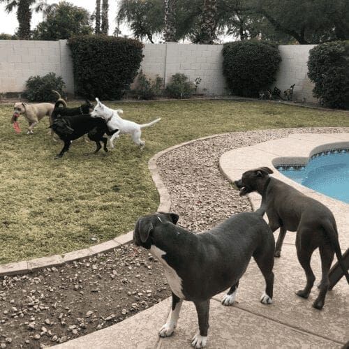 Multiple dogs playing chase in the grass during a dog socialization playdate.