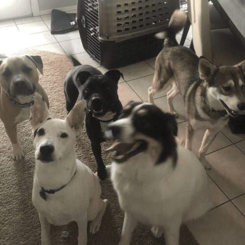 Multiple happy dogs boarding at a home in Glendale, AZ.