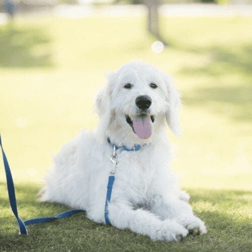 Henry the Labradoodle poses for his dog photoshoot with FurBabies & Friends in Glendale, AZ.