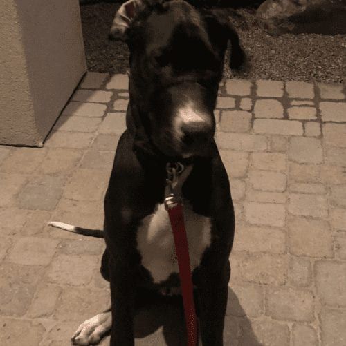 Great Dane Jay, already massive, was tons of fun puppy training in Peoria AZ Great Dane Jay, already massive, was tons of fun puppy training in Peoria AZ