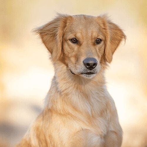 Jazzy the Golden Retriever sitting, was the perfect model during a Furbabies & Friends professional fall family photoshoot in Glendale, AZ.