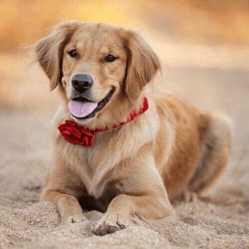 Jazzy the Golden Retriever laying down, was the perfect model during a Furbabies & Friends professional fall family photoshoot in Glendale, AZ.
