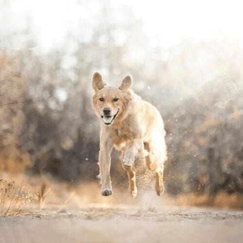 Jazzy the Golden Retriever running, was the perfect model during a Furbabies & Friends professional fall family photoshoot in Glendale, AZ.