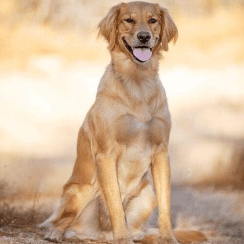 Jazzy the Golden Retriever sitting, was the perfect model during a Furbabies & Friends professional fall family photoshoot in Glendale, AZ.