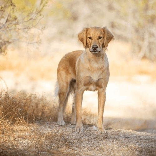 Jazzy the Golden Retriever standing, was the perfect model during a Furbabies & Friends professional fall family photoshoot in Glendale, AZ.