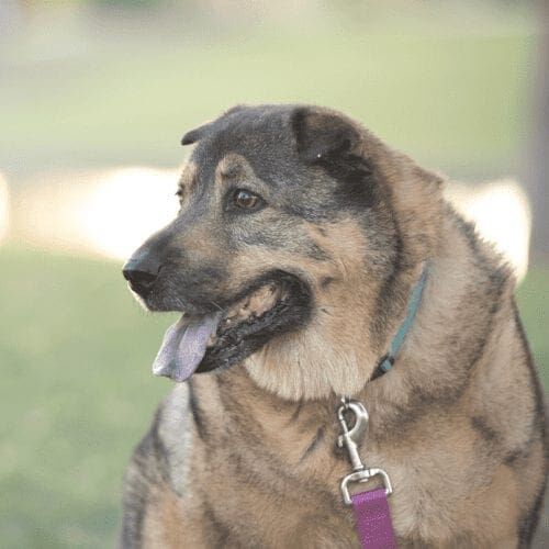 German shepherd senior mix dog requires special care and medications, which is a common question asked about FurBabies & Friends in-home pet sitting, and we can help with almost all requests. German shepherd senior mix dog requires special care and medications, which is a common question asked about FurBabies & Friends in-home pet sitting, and we can help with almost all requests.
