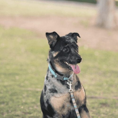 Catahoula mix, Luna, poses for her dog photoshoot with FurBabies & Friends in Glendale, AZ.