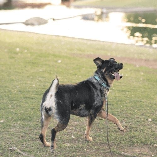 Catahoula mix, Luna, prances around for her dog photoshoot with FurBabies & Friends in Glendale, AZ.